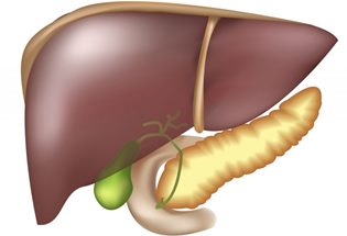 Приводим в порядок печень: методы очищения в домашних условиях Приводим в порядок печень: методы очищения в домашних условиях