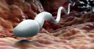 как повысить подвижность сперматозоидов