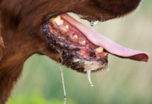 Бешенство – смертельно опасное заболевание Бешенство – смертельно опасное заболевание