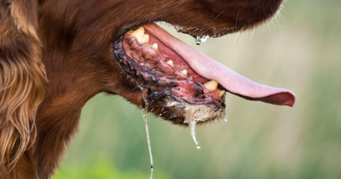 Бешенство – смертельно опасное заболевание Бешенство – смертельно опасное заболевание