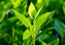 Масло чайного дерева для лица: применение (отзывы)