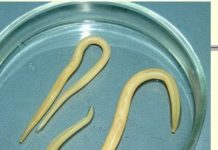 Высыпания на коже при эхинококкозе: фото