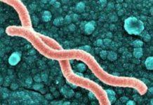 Красные точки на головке мужского органа (сыпь на члене)