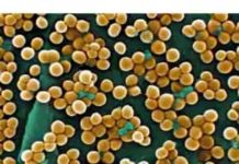 Фурункул у новорожденного лечение | FirstМама