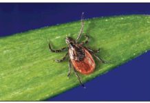 Клещевой риккетсиоз: лечение, причины, симптомы