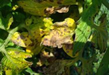 Болезни листьев у помидоров: описания с фото и способы лечения