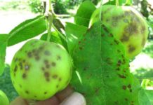 Болезни яблонь: чёрные точки, пятна на яблоках, пятна на листьях, вредители