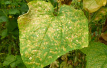 Болезни огурцов описание с фотографиями и способы лечения Фото