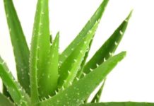 Как правильно прикладывать алоэ к жировику