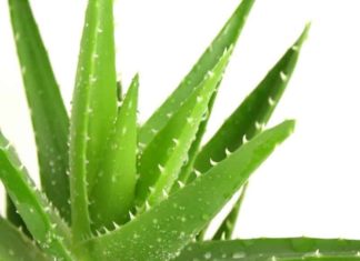 Как правильно прикладывать алоэ к жировику