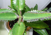 Лечение жировиков народными средствами: алоэ, корица, чистотел и лук