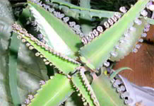 Жировик – лечение жировика народными средствами и методами