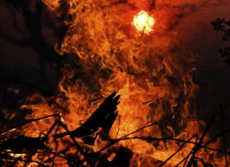 Пожары в Сибири важнее чата Леди Гаги: подпиши петицию!