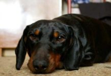 Гнойники у собаки: симптомы, лечение, фото