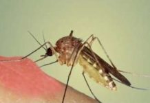 Прыщи на теле у ребенка чешутся и похожи на укусы комаров: причины появления, как избавиться от симптомов |