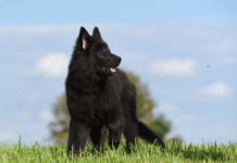 Жировик у собаки: характеристика, причины, лечение