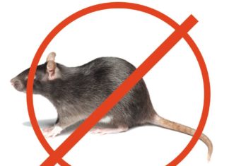 Способы избавления от грызунов