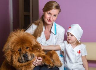 Вызов ветеринара на дом Вызов ветеринара на дом