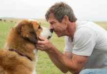 Doggy style с комфортом! Самые неприхотливые породы собак