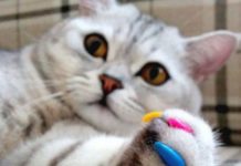 Трешачок от Марины: расческа для облизывания пса и кошачий наполнитель вместо скраба для лица