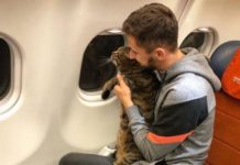 Дискриминация по весу! Толстого кота не пустили в самолет