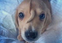 Как мило! Кто такой «щенок единорога», и почему все о нем говорят?