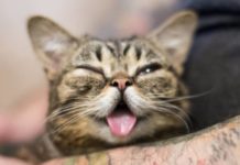 Самая грустная новость дня: умерла знаменитая кошка-мем с высунутым язычком