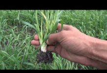 Норма высева ячменя на 1 га в кг: сроки и технология возделывания, севооборот