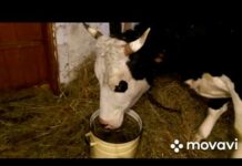 Корова объелась дроблёнки (дроблёного зерна): что делать, как помочь