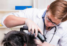 Кожные болезни у домашних животных — лечение кожных заболеваний