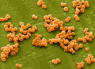 Стафилококк: как выявить и вылечить