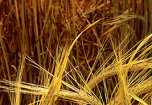 Ячменная мука — Barley flour.