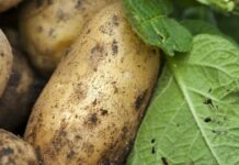 Болезни картофеля: описание и лечение, фото