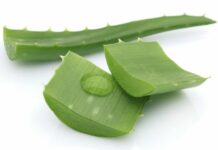 Алоэ от герпеса — лечим рецептами с алоэ