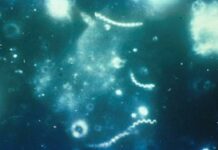 Сифилис — виды, симптомы и лечение сифилиса