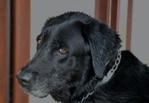 Сухая и мокнущая экзема у собак: диагностика и лечение, терапия в ветклинике и в домашних условиях