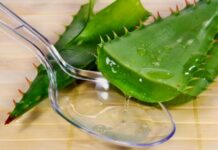 Алоэ при экземе: как приготовить, особенности лечения и противопоказания