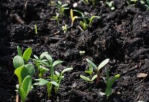 Норма высева семян: формула и таблицы для расчета