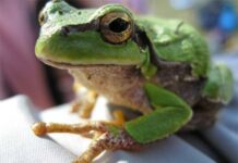 Фракция АСД: экзема лечиться по-новому — MegaMedPortal