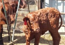 Болезнь коров: шишки на теле под кожей, что это такое и как лечить