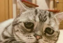 Герпес у кошек