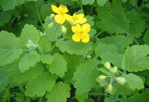 Чистотел для лечения экземы на руках и ногах 2021