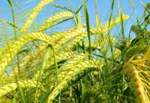 Ячмень: растение злак, фото зерновой культуры, на котором видно какое соцветие имеет и как выглядит, биологические особенности корневой системы, листьев, колоса