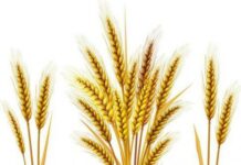 Как нарисовать пшеницу, колосья, поэтапно?