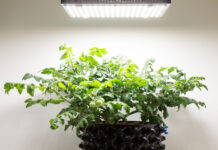 Квантум борд для растений: в чем их плюсы