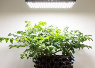 Квантум борд для растений: в чем их плюсы