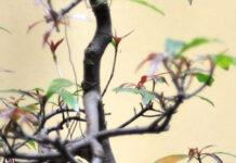 Липома мягких тканей области левой лопатки опухольСпециалисты в области медицины. Диагностика. Лечение