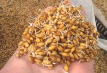 Узнаем, как прорастить ячмень в домашних условиях: сколько можно есть ростков в день, польза и вред, правила хранения проросшего зерна