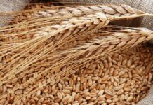 Ячмень фуражный: что это такое, можно ли давать уткам и гусям, едят ли его козы и свиньи, кормление пророщенным злаком поросят, народнохозяйственное значение