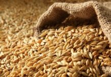 Ячмень польза: химический состав и свойства, сколько на 100 г продукта приходится крахмала, вред для здоровья почек и противопоказания для женщин после 50 лет